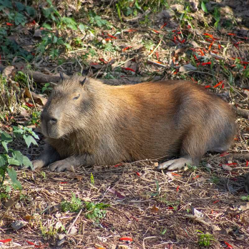 capivara – Visite SBO!